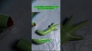 As&iacute; se regenera una salamandra 😱