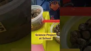 Science Project for Kids #kidsproject #scienceproject #workingmodels #shortsfeed 🏫