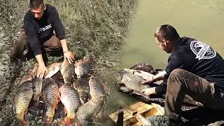 Nezaboravno pecanje šarana na Tamišu, preko 20 riba za 40 sati ribolova