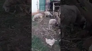 DORPER sheep rearing. (THE BEST BREED)