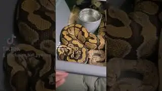 yb het. clown x pastel phantom clown first lock 🤡🤡🤡🤡