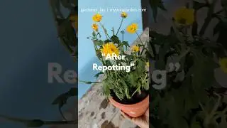 You MUST Repot This Plant! (Before&ndash;After) #chrysanthemumflower #repotting