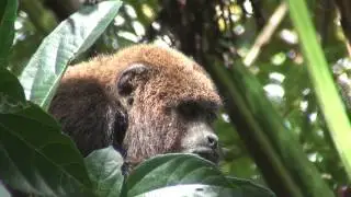 Brown Howler Monkey