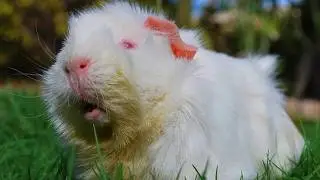 All About Lethal White Guinea Pigs | Causes, Care, Housing, Diet, Medical | Special Needs Pet Rescue