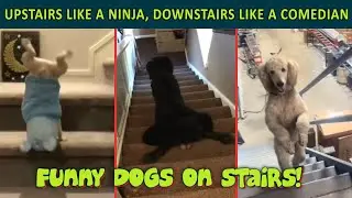 Dogs&rsquo; Funniest and Most Creative Ways of Going Up and Down Stairs!