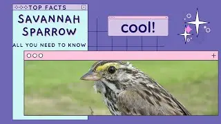 Savannah Sparrow facts calling sound 🦜