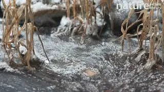 Timelapse of water freezing and ice forming around vegetation.