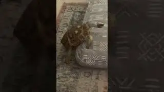 Tortoise mating call