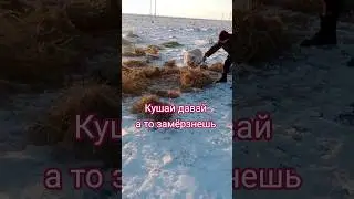 People rescue exhausted Saiga antelopes