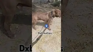 american bully puppies for sale #doglover #pitbull #lab #dog #feedshorts #ytshorts #vlog #puppy #yt