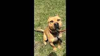 Bumpy #pitbull #apbt #dog #stud