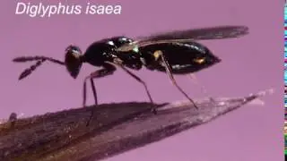 BioDiglyphus