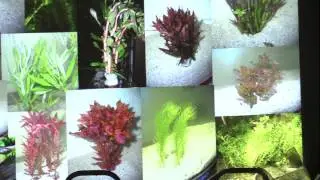 Jersey Shore Aquarium Society Nov., 2015 Mtg. with Mark Denaro