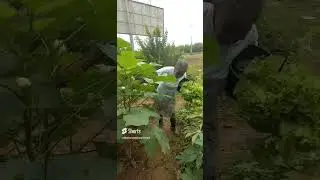 Colhendo quiabo na ro&ccedil;a- Concei&ccedil;&atilde;o bispo
