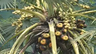TAL SAS ||গ্রামের তালশাস গরমের দিনে খেতে অনেক মজা ||JUICY PALM FRUIT || #food #village #video