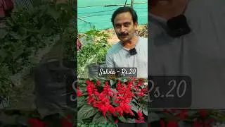 permanent flowering plant Salvia Rs.20 | Winter flowering plants are back #shorts #youtubeshorts