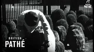 Mexican Candies (1930)