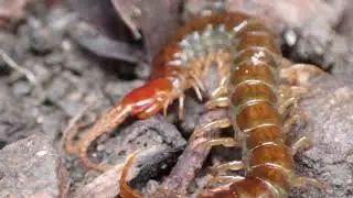 アカムカデの一種かね　Scolopocryptops Sp