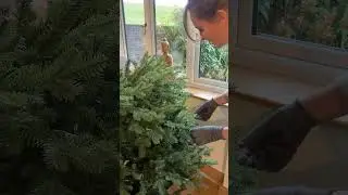 How to Fluff Your Christmas Tree