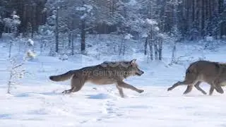 Wolf in super slow motion and snowing, Belarus. #wildlife