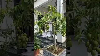 Growing Kedondong at Home: Big Fruit, Small Space! #ambarella #Juneplum #tropicalfruit