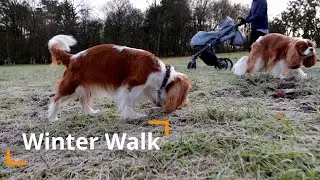 Cavalier King Charles Spaniel - Winter Walk