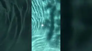 Easiest and Best Black Algae removal from pool