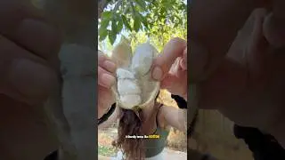 Вы когда-нибудь слышали о мороженом? Это один из самых классных фруктов! А его ростки просто ЧУДО!