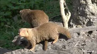 Dwerg Mangoest Diergaarde Blijdorp