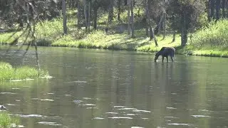 Island Park offers more than just a gateway to Yellowstone National Park