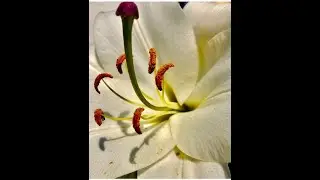 Floriculture in India~a paradigm shift