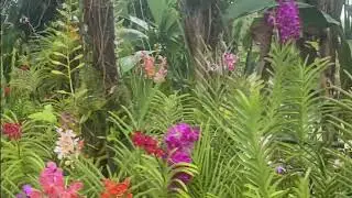 Ms. Betty orchids Jamaica