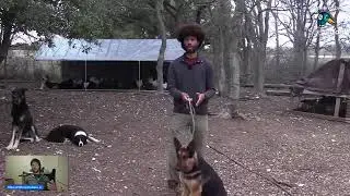 What Was Not Working With My Dogs