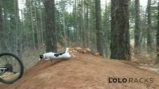 BEST little MTB DOG SCRUB EVER!