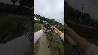 路亞好朋友#fishing #泰國鱧
