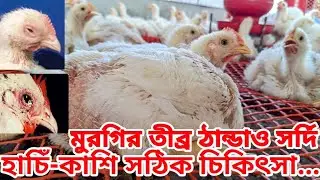 মুরগির তীব্র ঠান্ডা সর্দি ও হাঁচি কাশি চোখ মাথা ফোলে যাওয়া  রোগ প্রতিরোধ ও চিকিৎসা।#chicken #broile