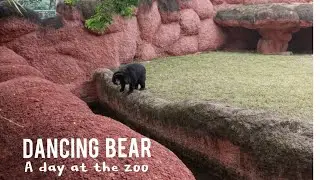 The dancing bear 🐻 | Nehru Zoological park ⛲🐯🐼