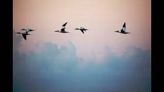 ANGRY   BIRDS    (  2020 )