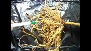 Check Your Roots! Root Knot Nematodes