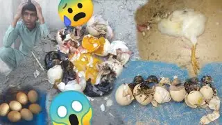 Kali murgi ke chicks ded in shell #petsvlog #birds #aseelbreeding #aseellovers