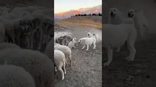 🐺 Wolf Pack Attacked the Sheep&hellip; But 5 Alabay Dogs Turned the Mountains into a Battlefield! 😱