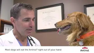 How to Feed Your Dog with Antinol&reg;