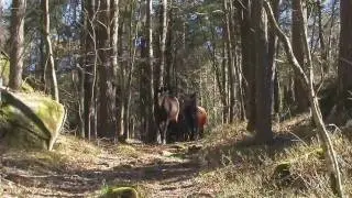 Horse hiking, a beautiful day!