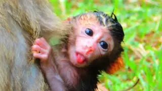 God bless the beautiful newborn baby, monkey nature, @monkeynaturekh