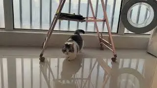 Super short legs long upper body and short lower body either delicious or lazy#The daily l