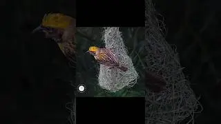 Meet the master architect of the avian world! 🐦💛 The Baya weaver