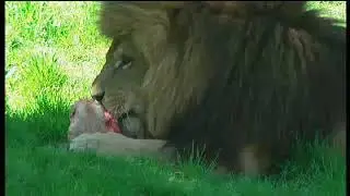BBC Countryfile seeks Britain's Big Cats - 2005