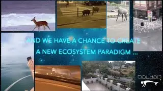 WILDLIFE is back _Nature & Animals new Paradigm DOLHOM 2020