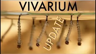 AQUATIC MADNESS! Crab, Ants, Flat Bugs and much more in this vivarium update!