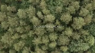 DENDRON+LOGOS - Co skrywa galas?